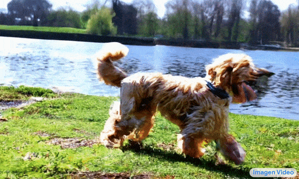 a goldendoodle playing by the lake