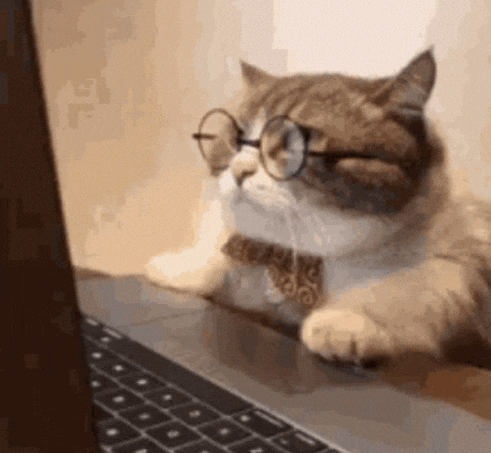 cat wearing glasses and bow tie looking at computer screen