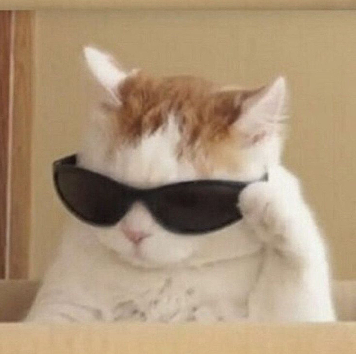 cat wearing sunglasses looking cool