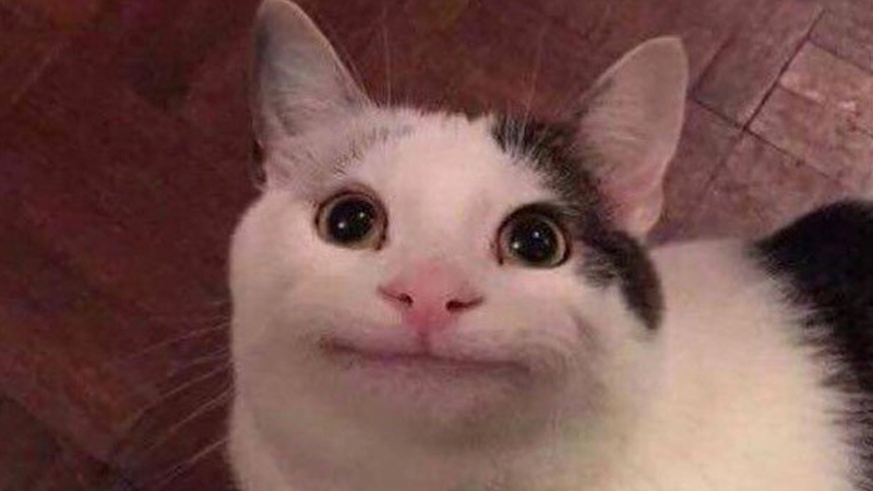 polite cat smiling